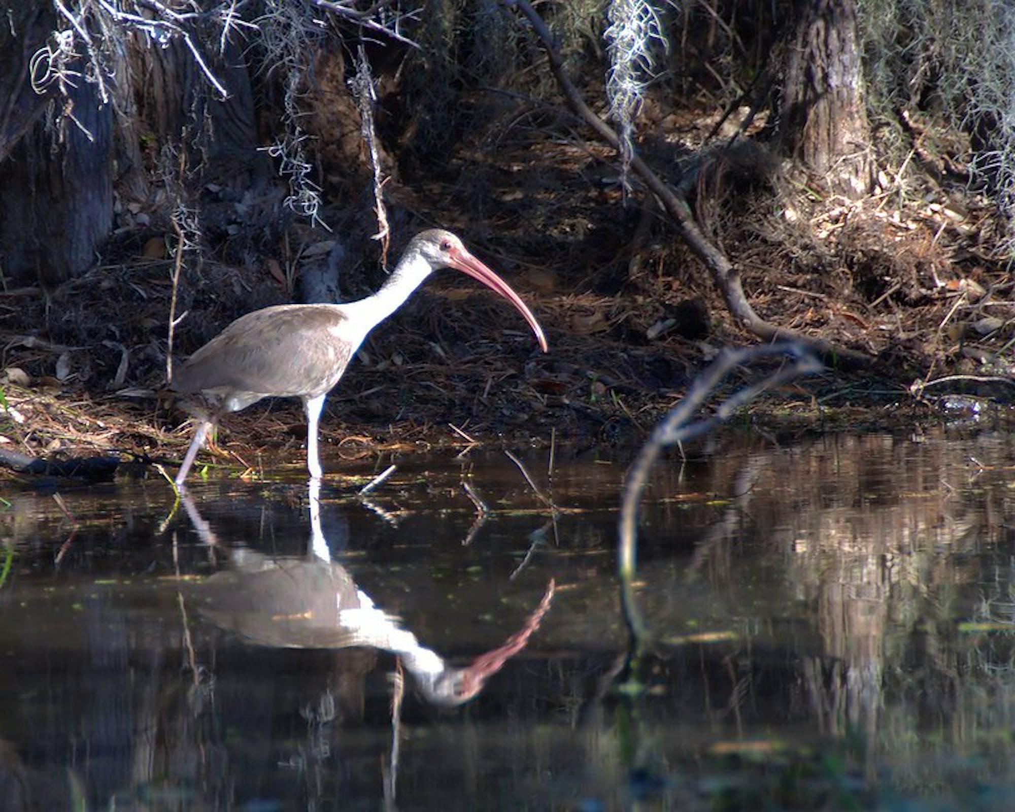 Ibis along canal run Okefenokee