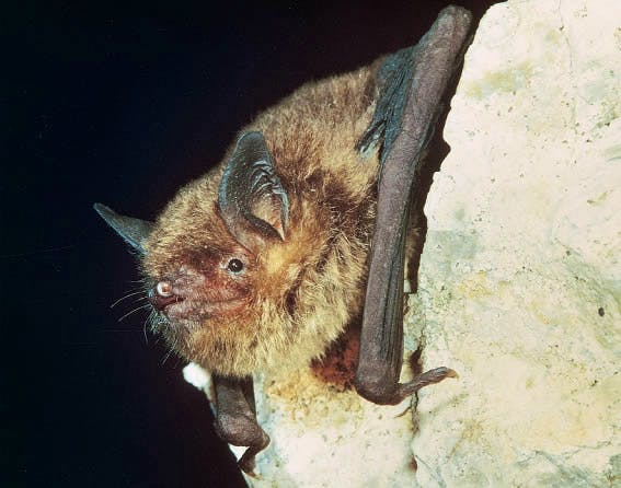 Gray bat