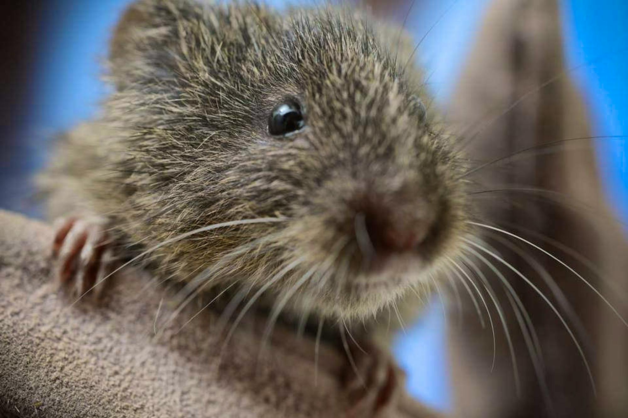 Endangered Amargosa vole, native to the Grimshaw Basin region of the Amargosa River