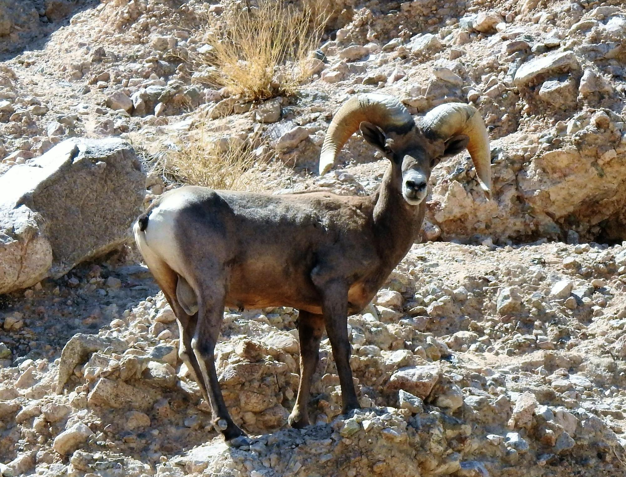 Desert bighorn sheep ram at Afton Canyon Area of Critical Environmental Concern (ACEC), within the Mojave Trails National Monument