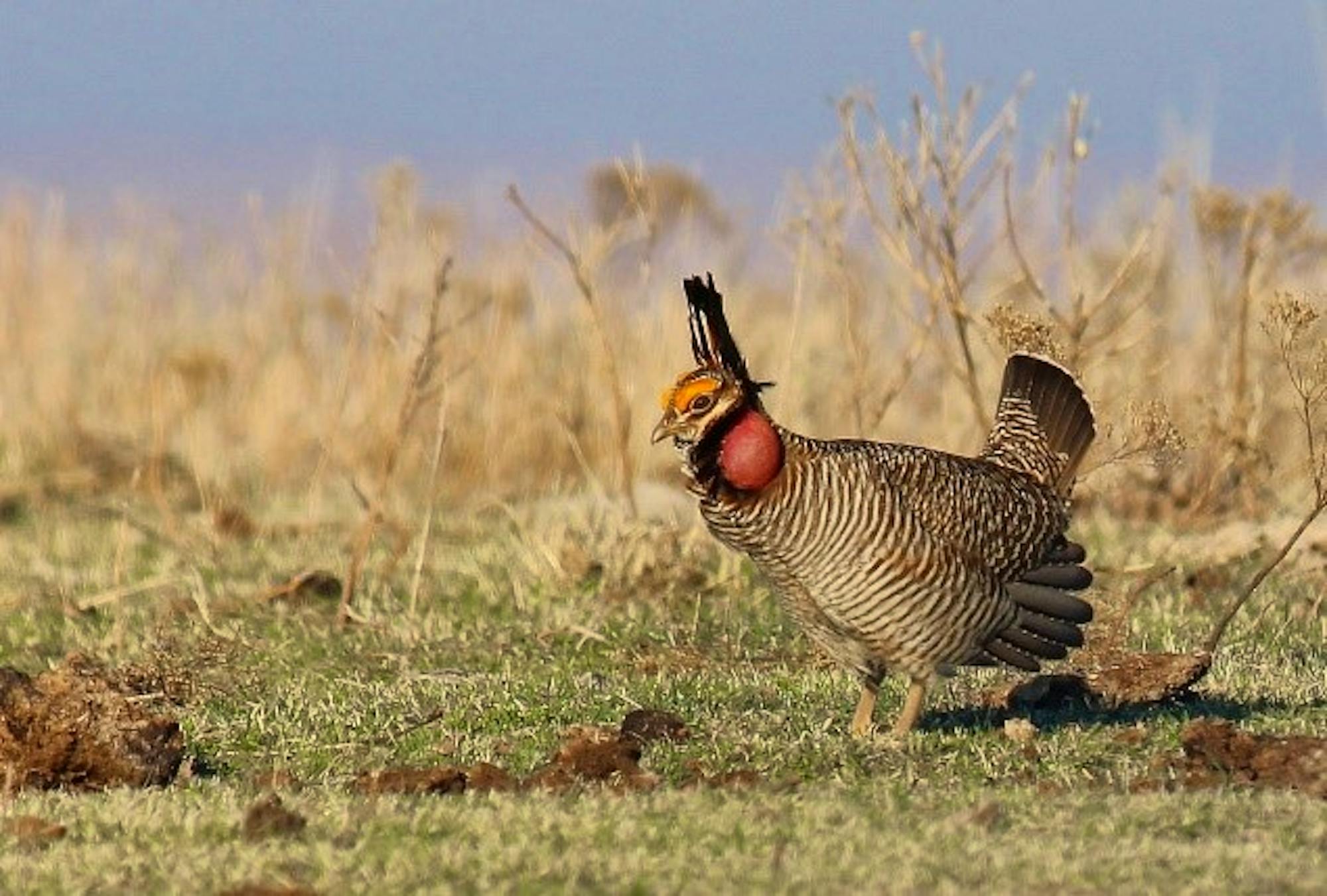 Lesser Prairie Chicken