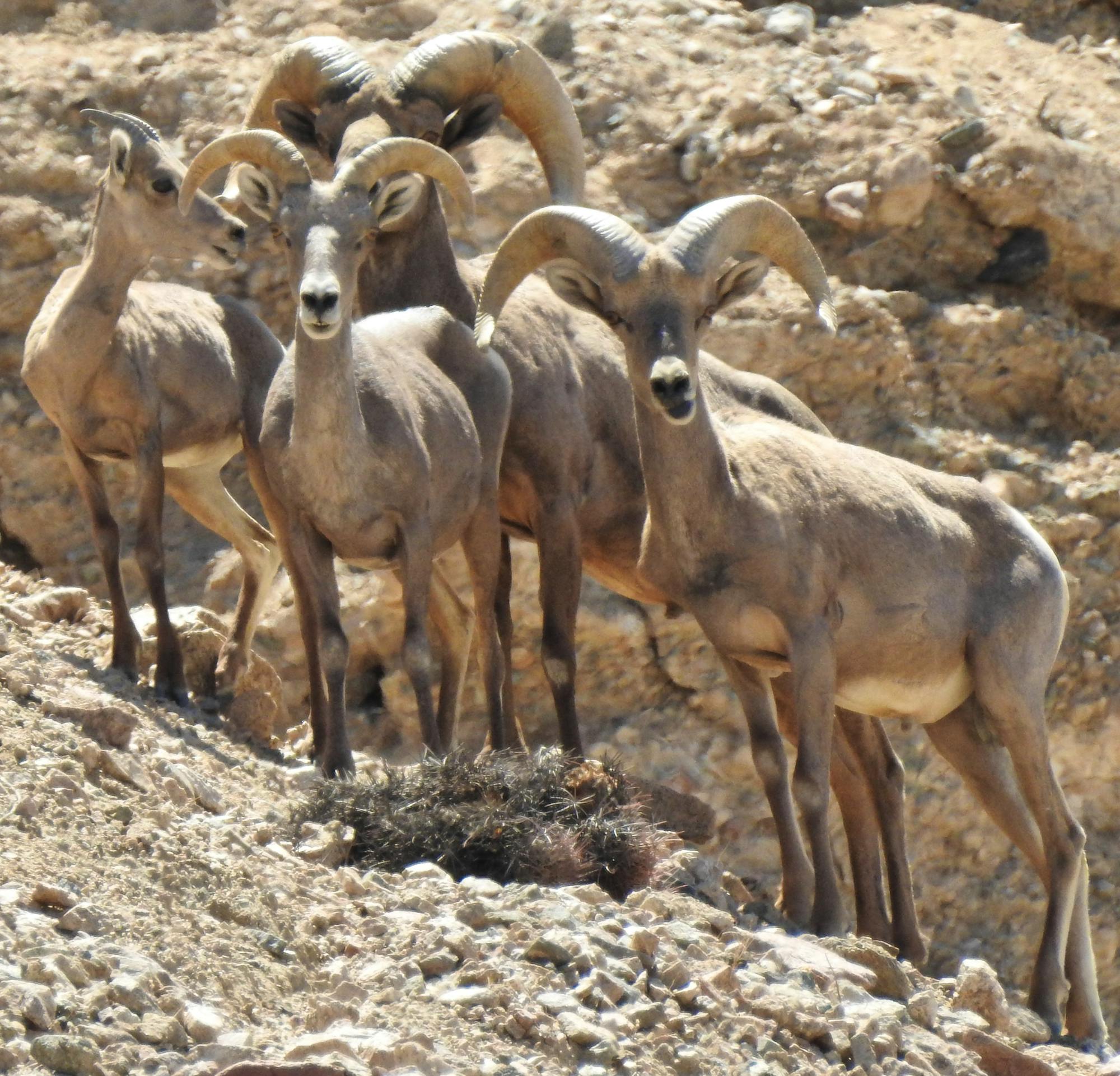 Desert bighorn sheep at Afton Canyon Area of Critical Environmental Concern (ACEC), within the Mojave Trails National Monument Tom Egan/Defenders of Wildlife