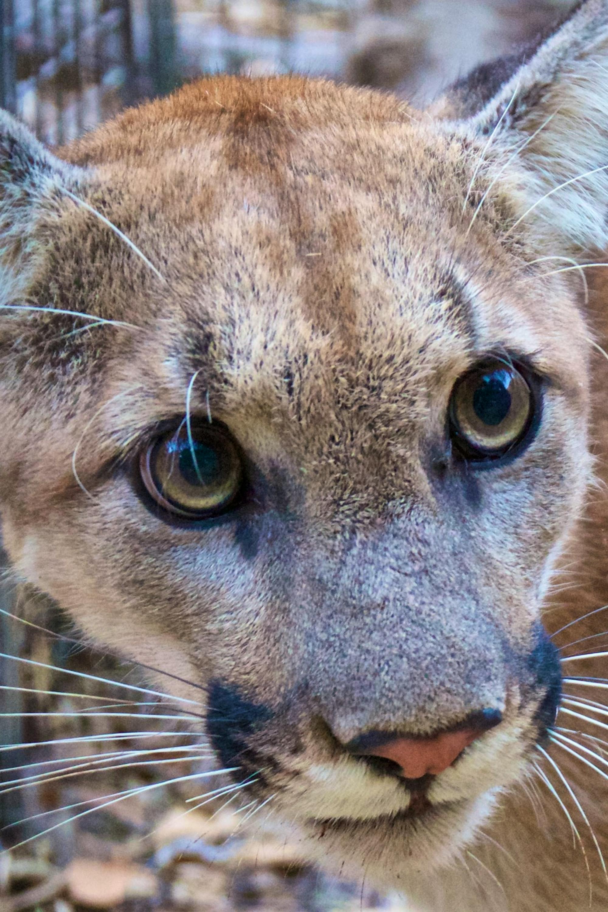 P-74-Mountain-lion-found-in-2018