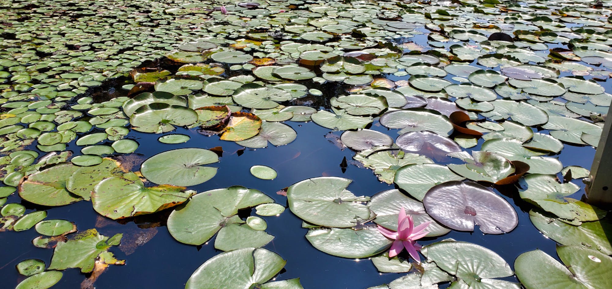 Patuxent NWR lilypads