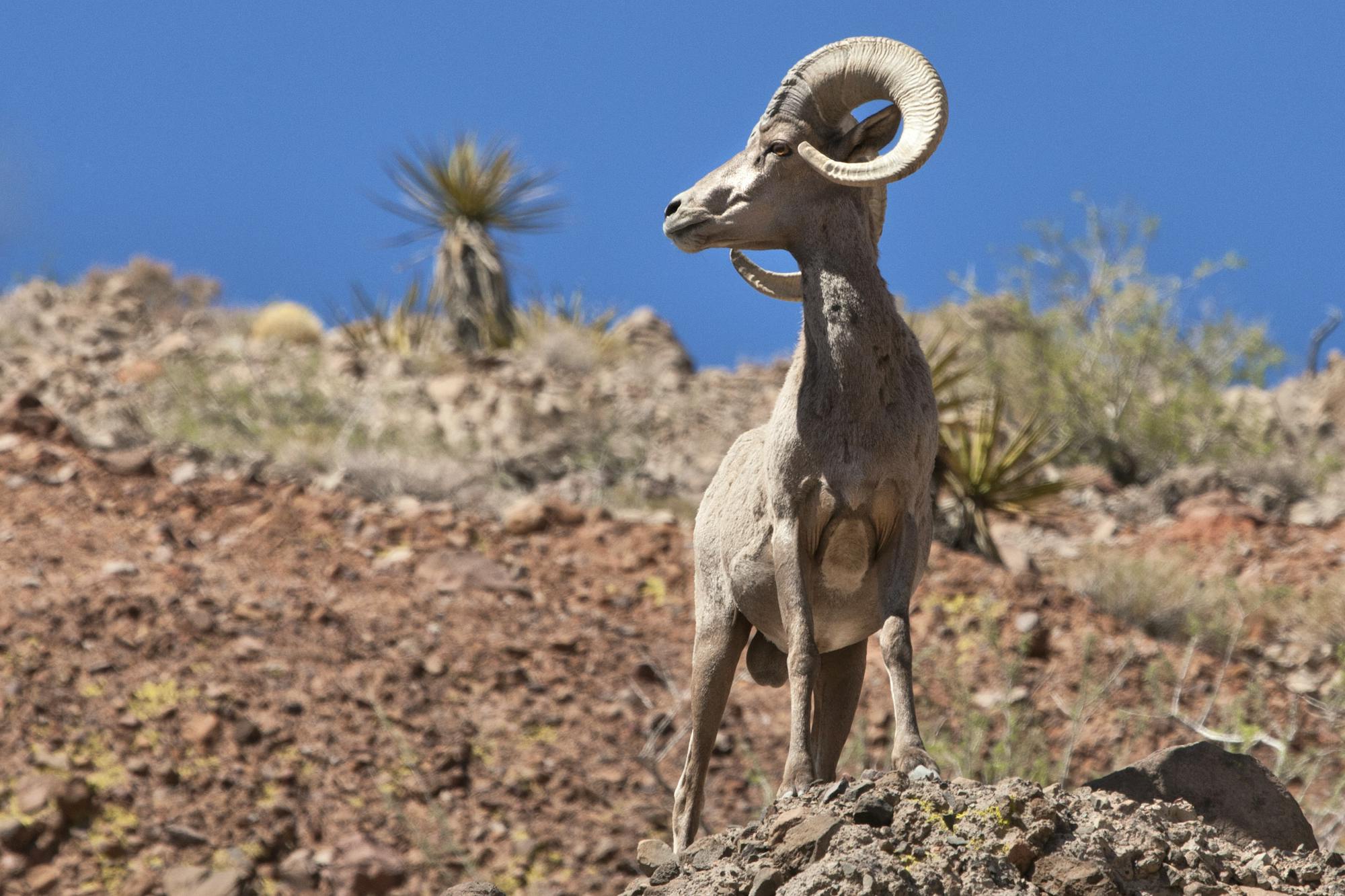 Desert bighorn sheep