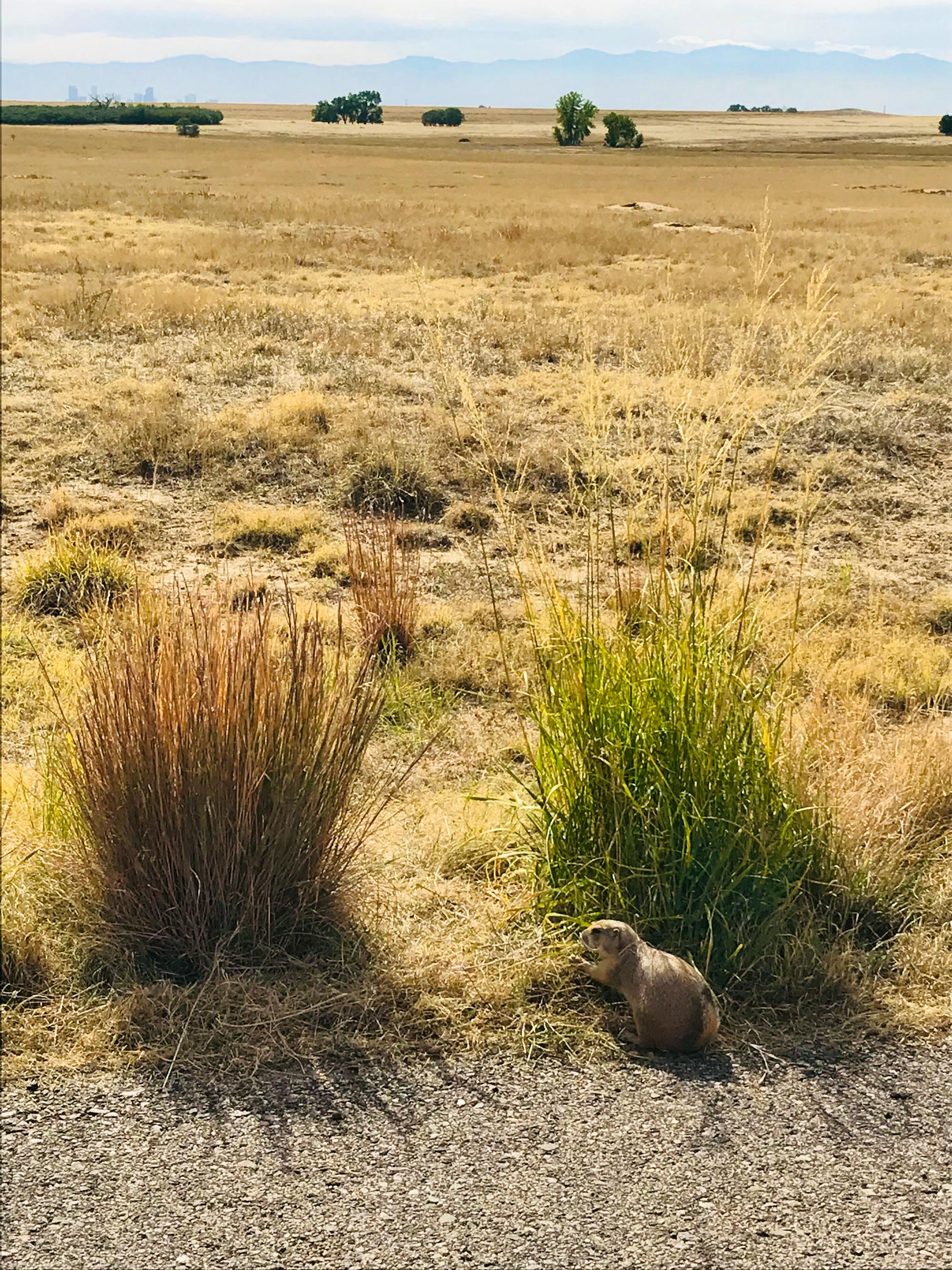 Rocky Mountain Arsenal NWR