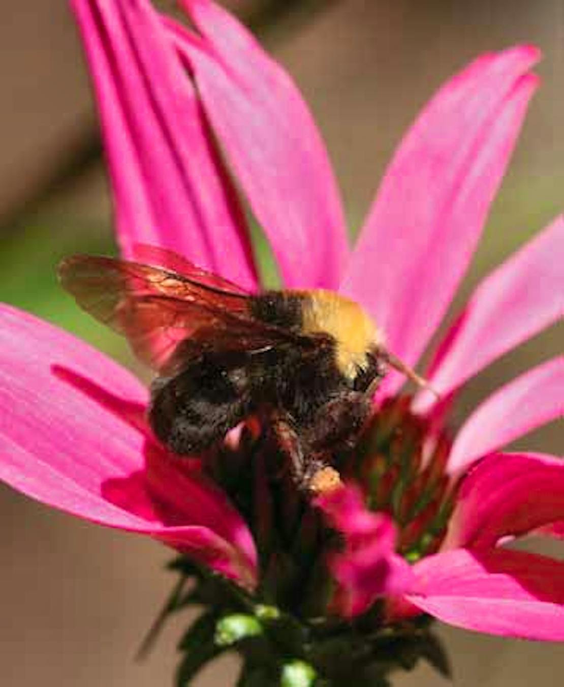 Franklin's bumble bee