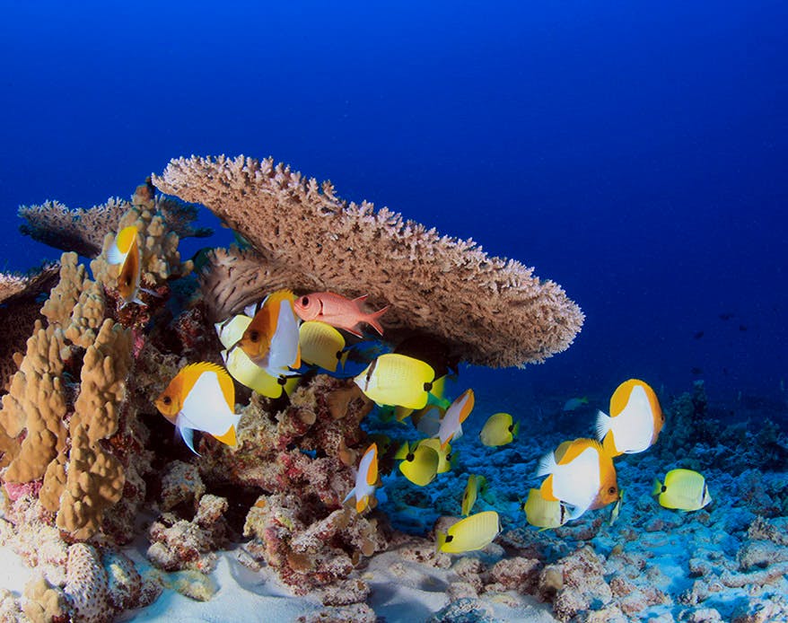 Coral Reefscape French Frigate Shoals