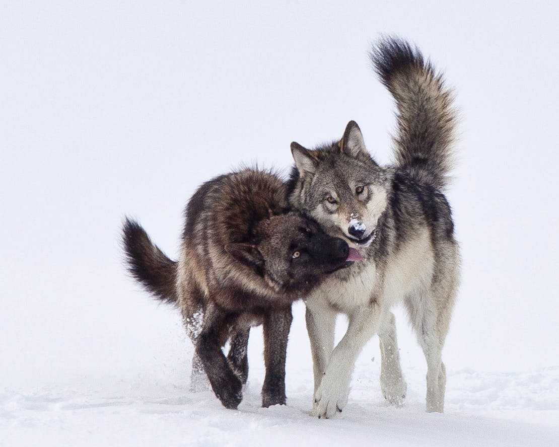 Gray wolf yearlings from Lamar Canyon pack in Yellowstone NP