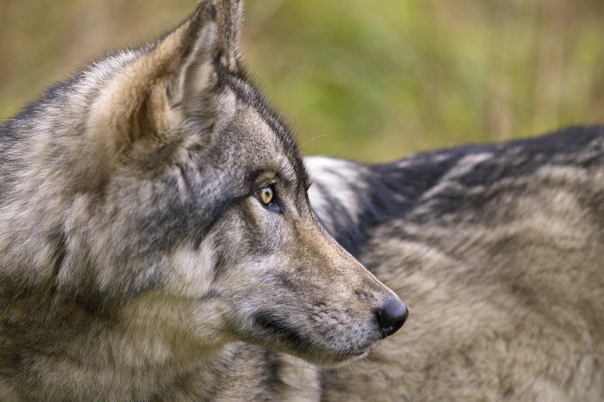 Gray wolf Vancouver Island BC
