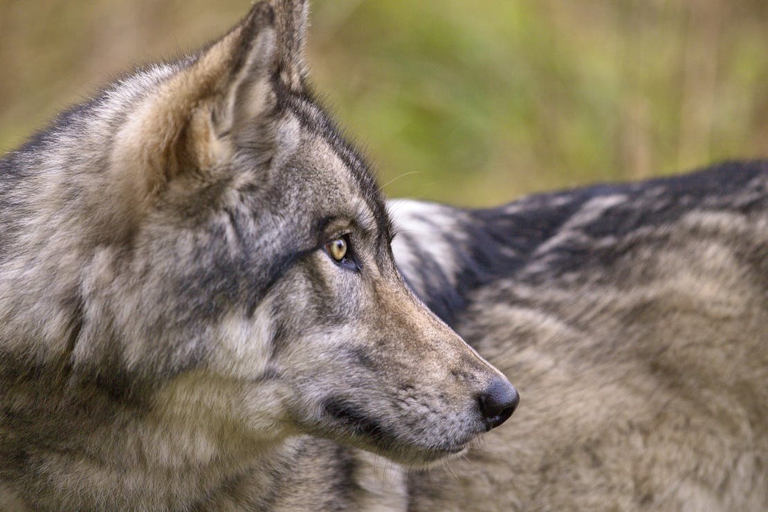 Gray wolf Vancouver Island BC