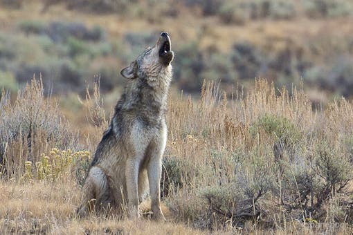 Adolescent gray wolf howling near Lamar River in Yellowstone