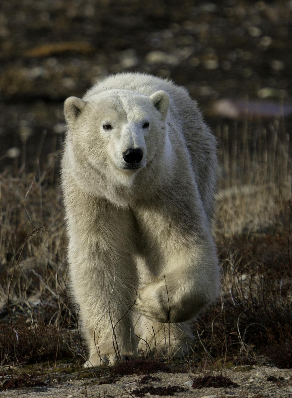 Polar bear walking