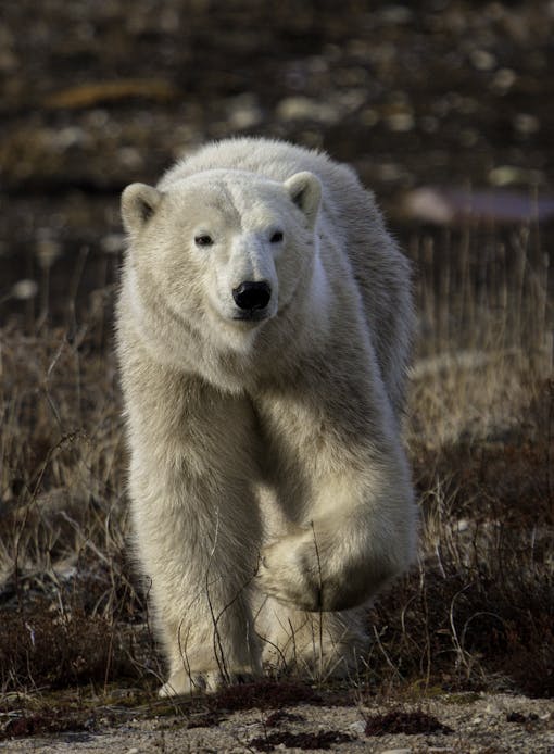 Polar bear walking