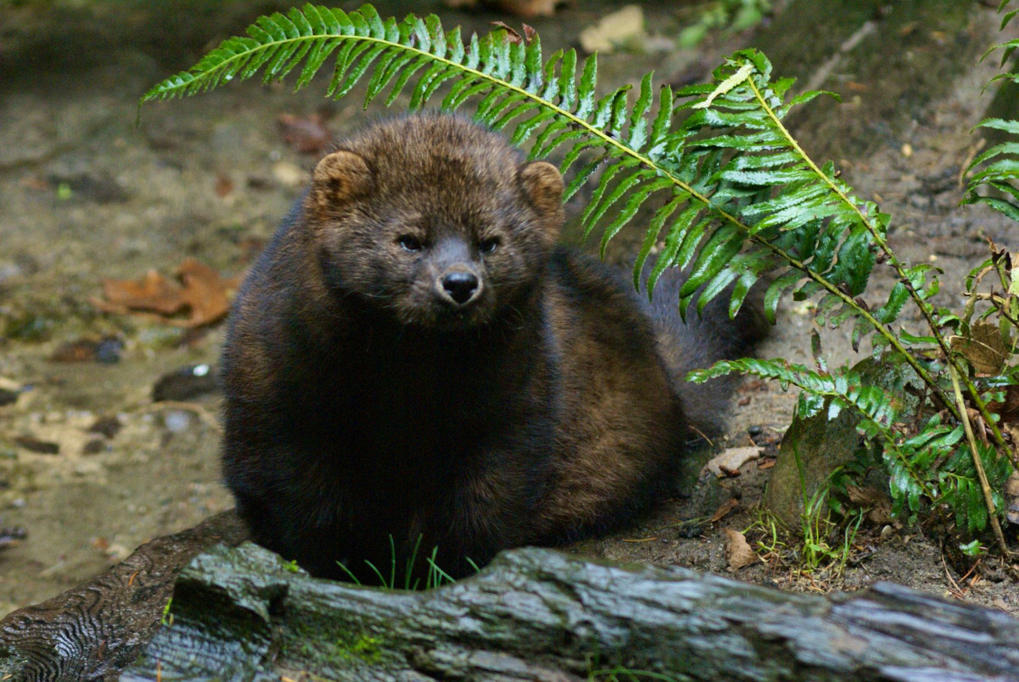 Fisher in a forest