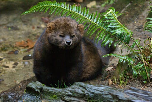 Fisher in a forest