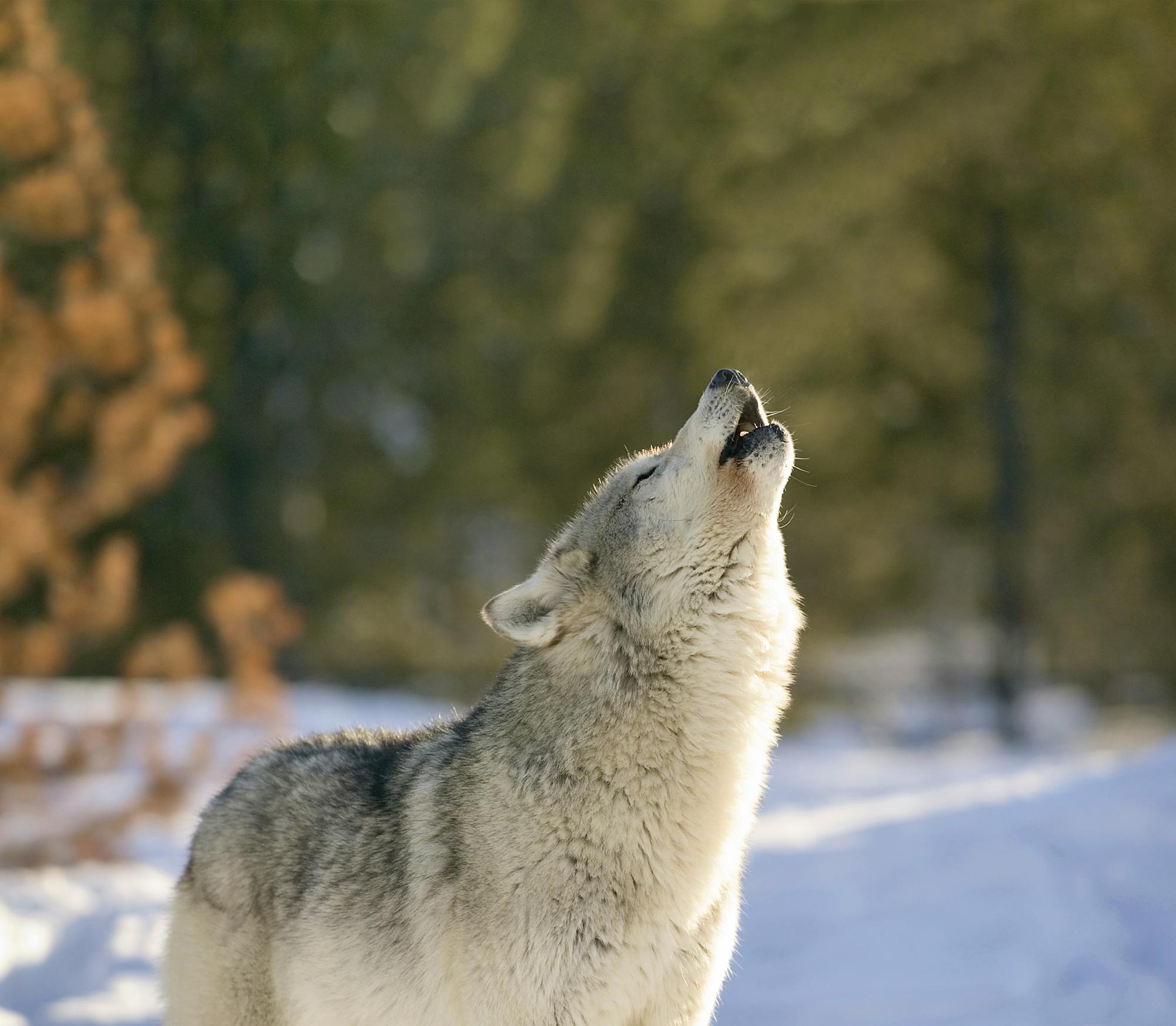 Gray wolf howling