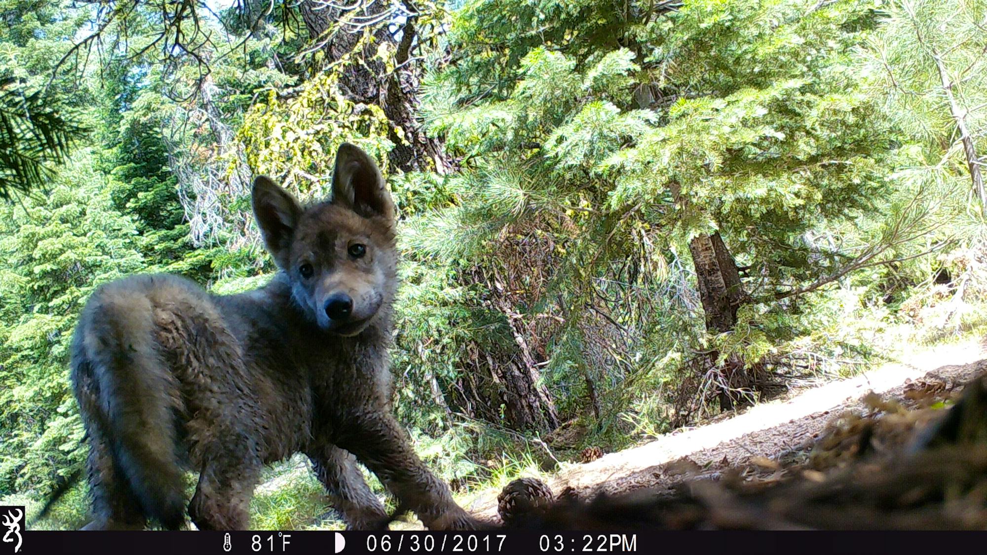 Lassen pack gray wolf pup