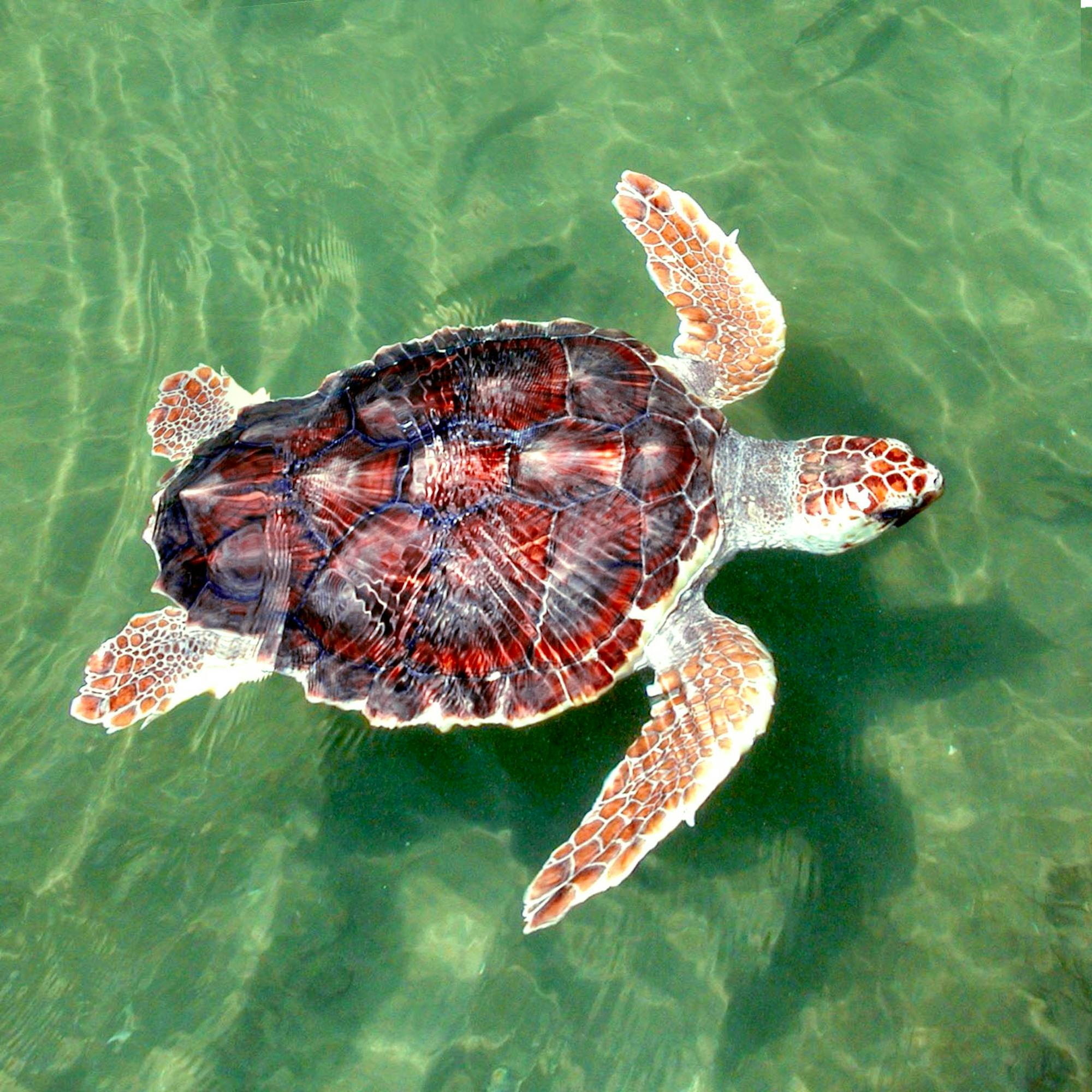 Loggerhead sea turtle