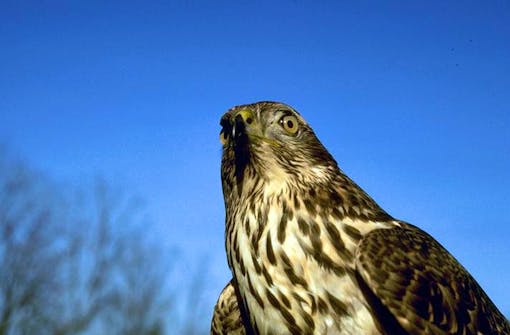 Northern goshawk