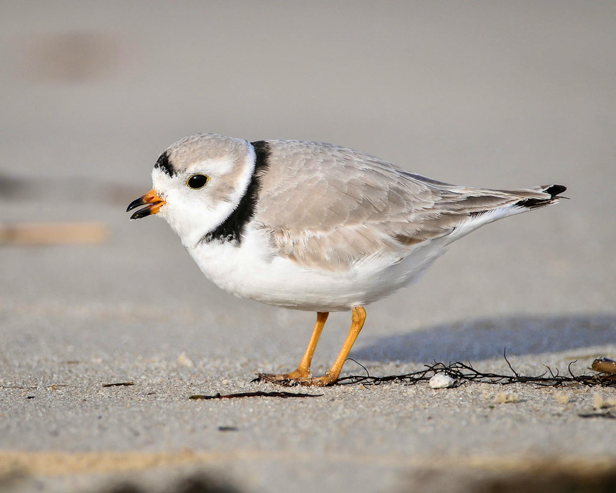 Piping Plover