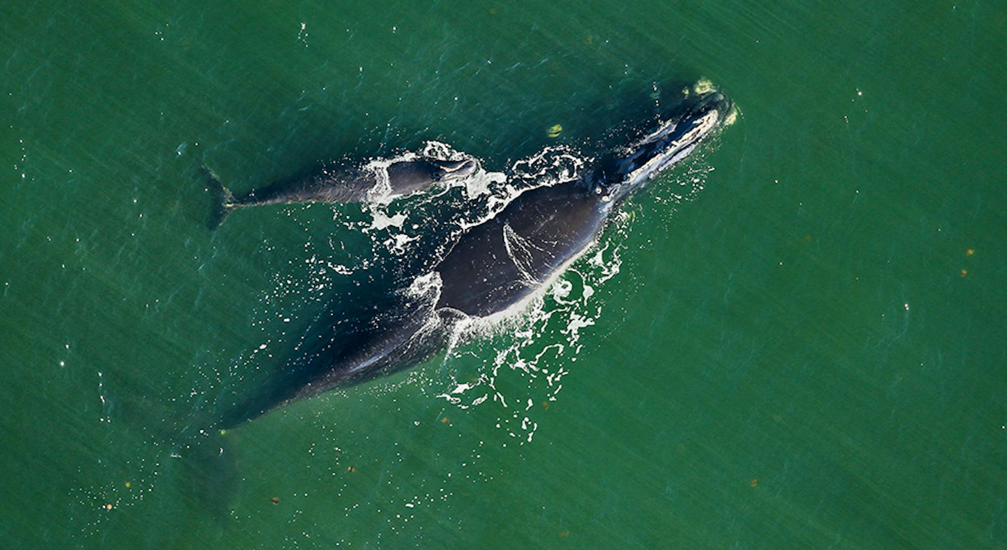 North Atlantic Right Whales