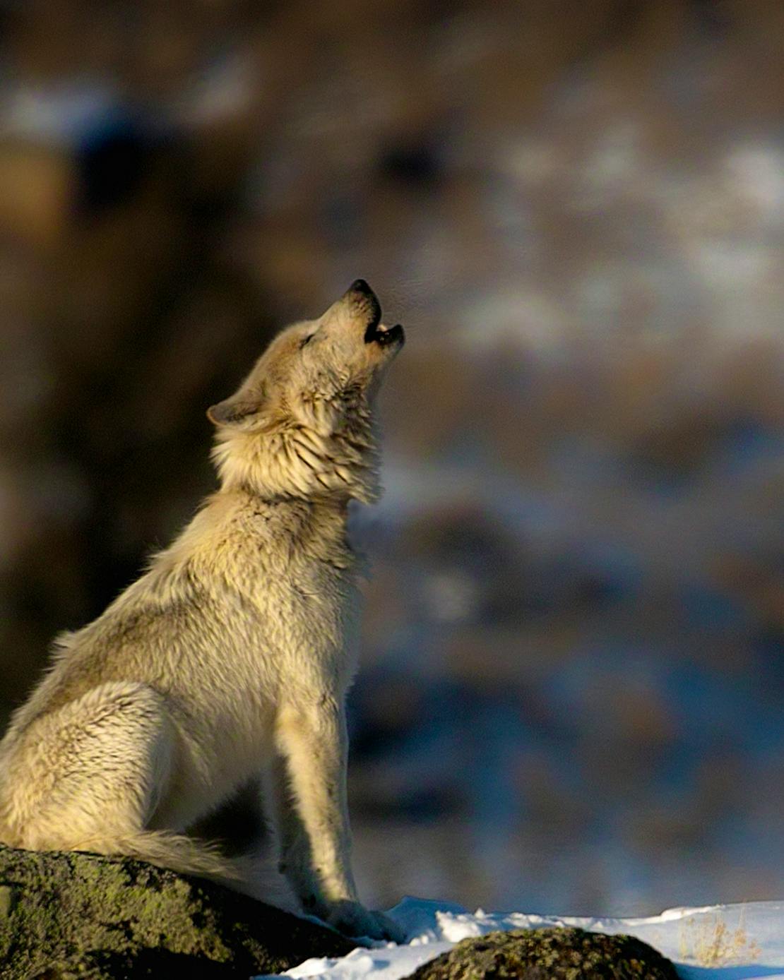 Howling wolf Lamar Valley Yellowstone NP