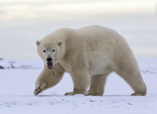 Polar bear walking in Arctic Refuge