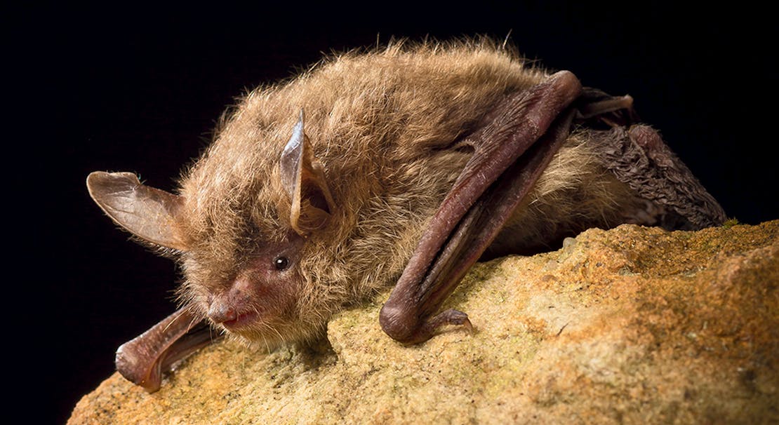 Northern Long-eared Bat