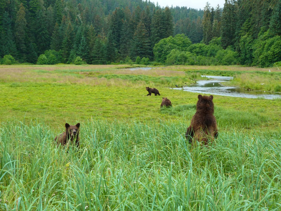 Grizzly bears Kootznoowoo Wilderness, Admiralty Island, Tongass National Forest, Alaska