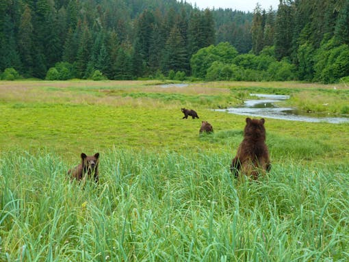 Grizzly bears Kootznoowoo Wilderness, Admiralty Island, Tongass National Forest, Alaska 