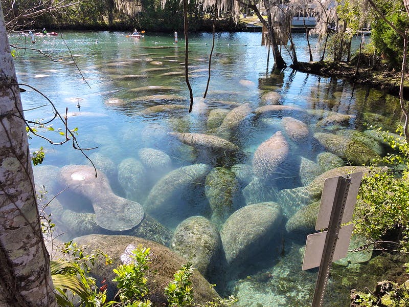 Manatee sanctuary