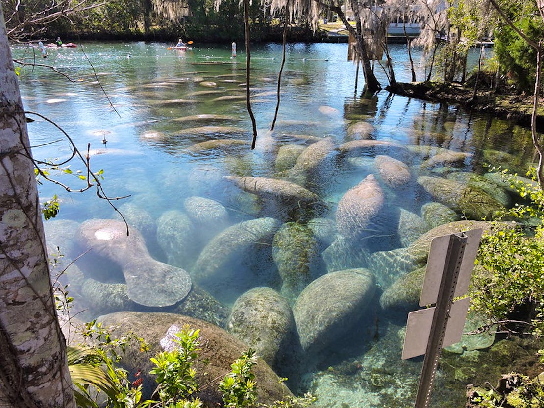 Manatee sanctuary