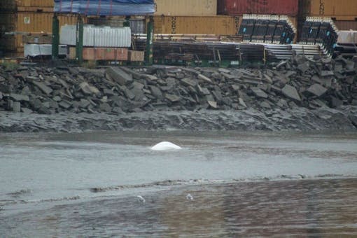 Beluga whale at ship creek 