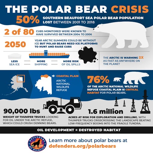 Polar Bear Crisi Infographic