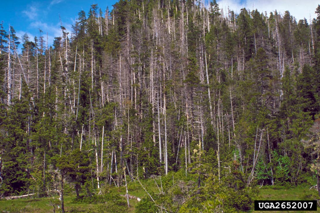 Yellow cedar decline