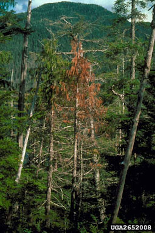 Yellow cedar decline symptoms 