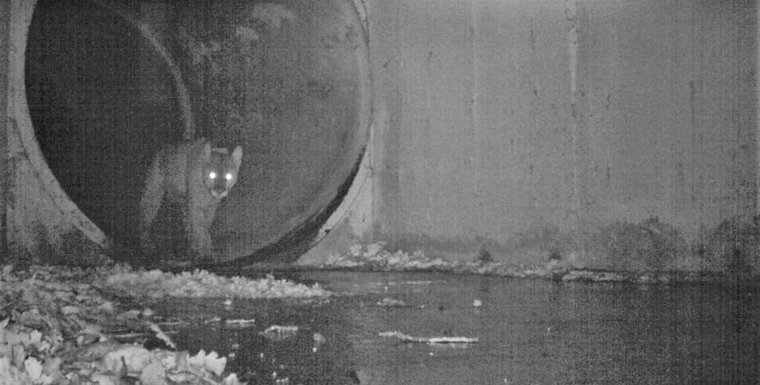 P-64 mountain lion crossing under freeway Liberty Culvert