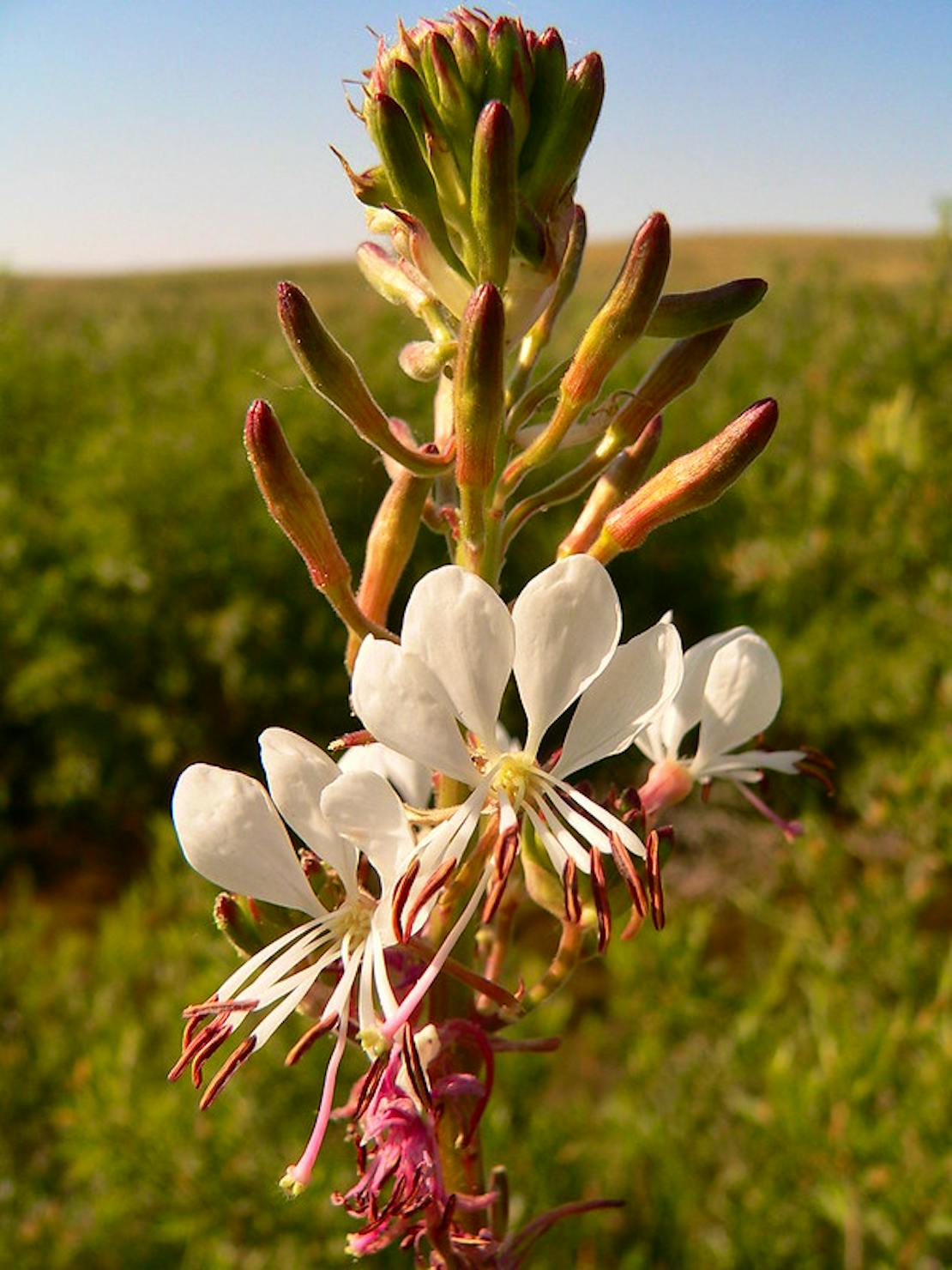 Colorado butterfly plant