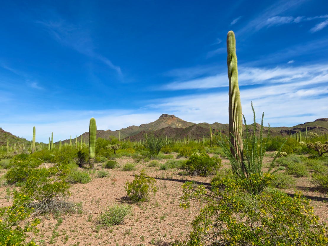 Organ-pipe-cactus-national-monument