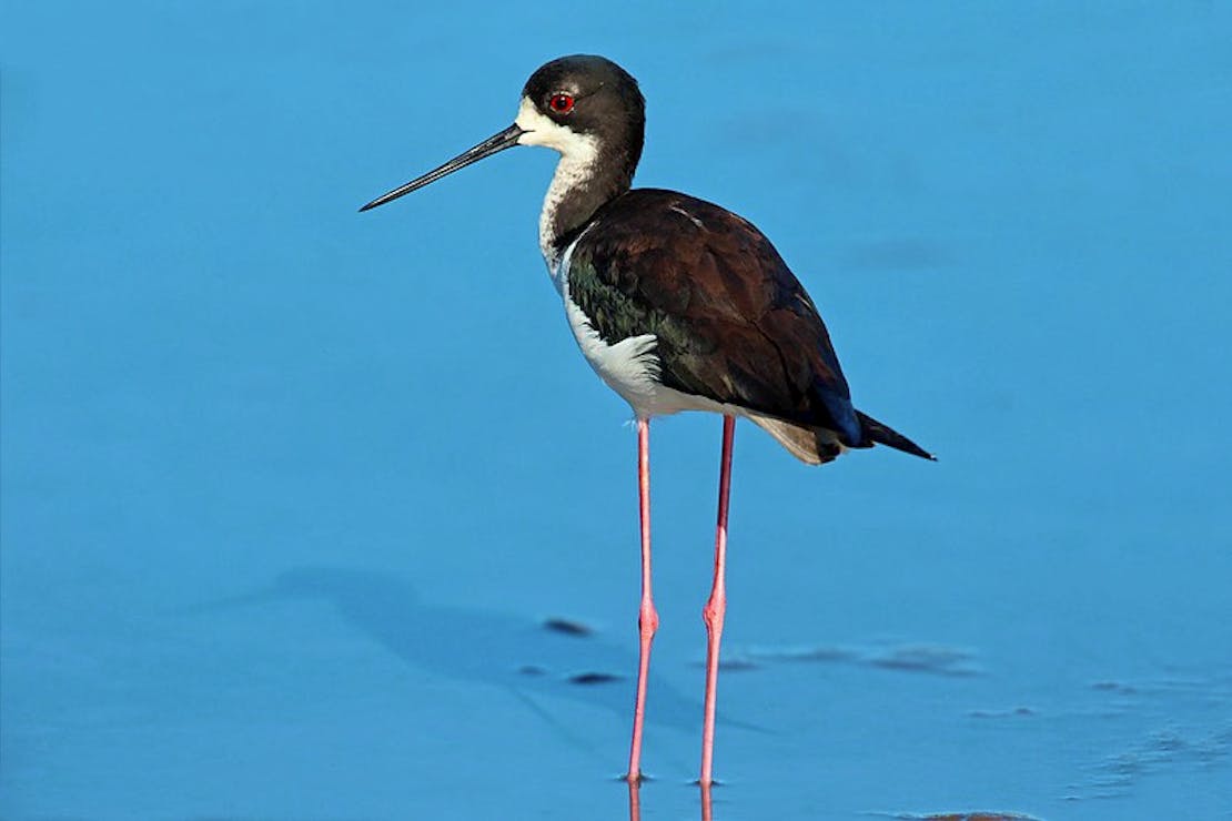 Hawaiian stilt