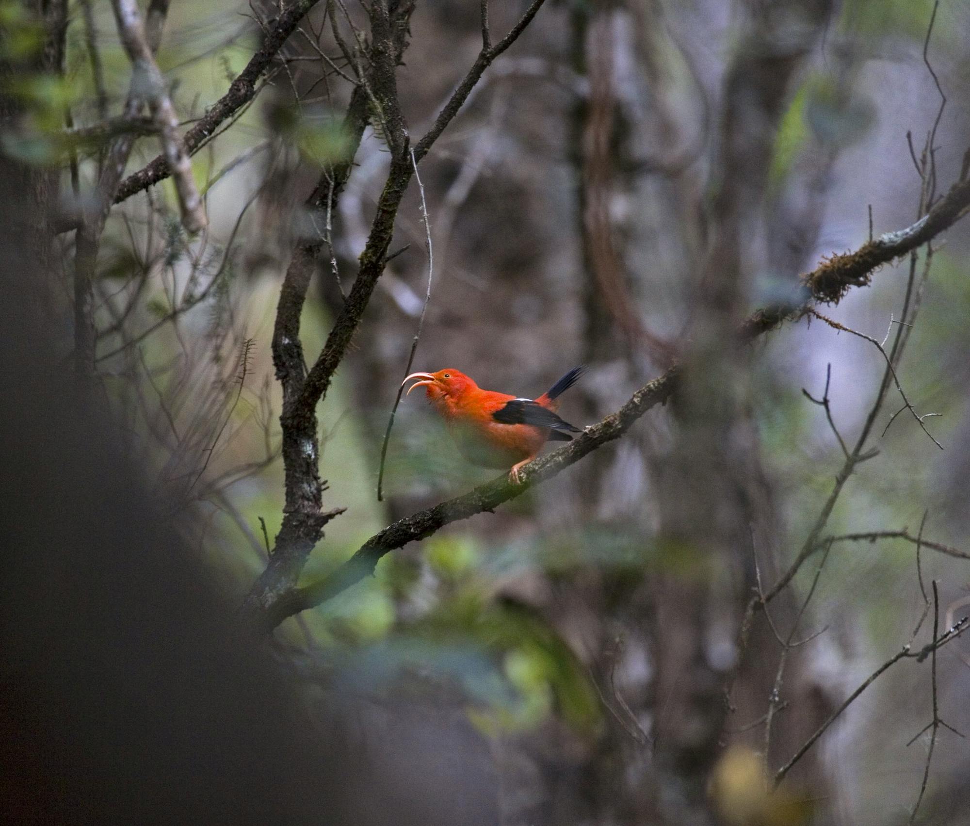 'I'iwi - Vestiaria coccinea  honeycreeper 