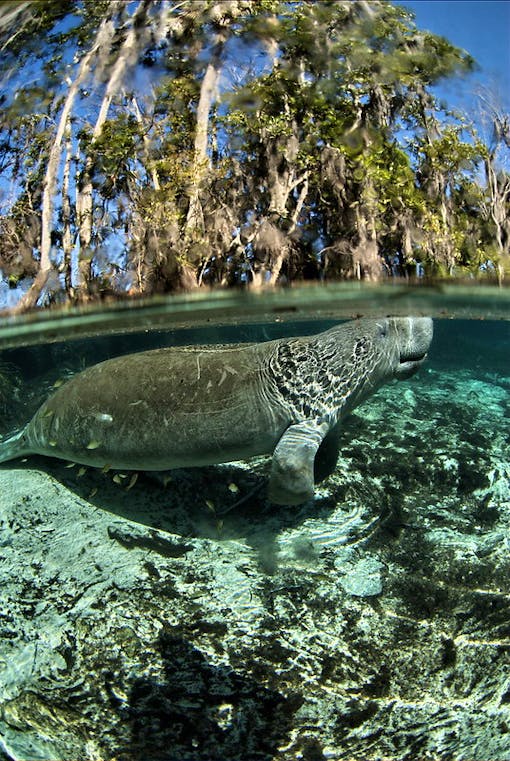 Florida manatee Crystal River NWR