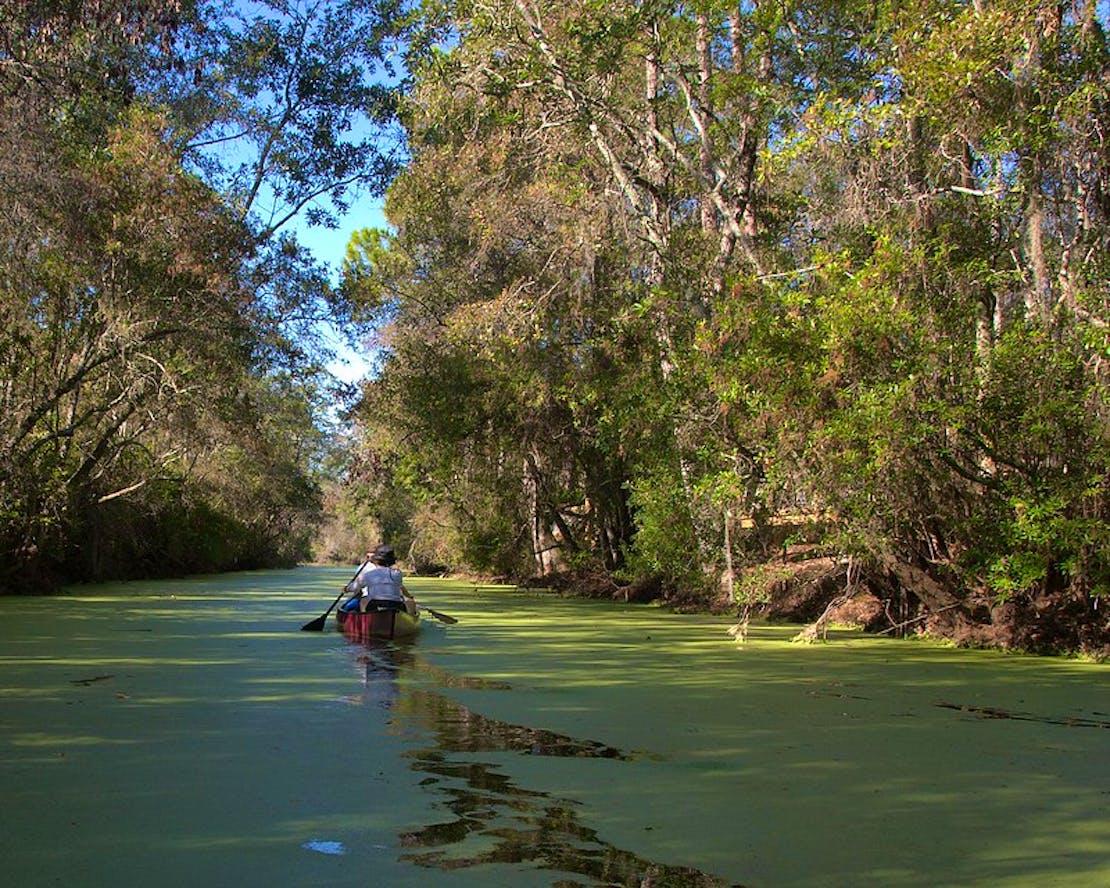 Okefenokee NWR Canal Run Trail 