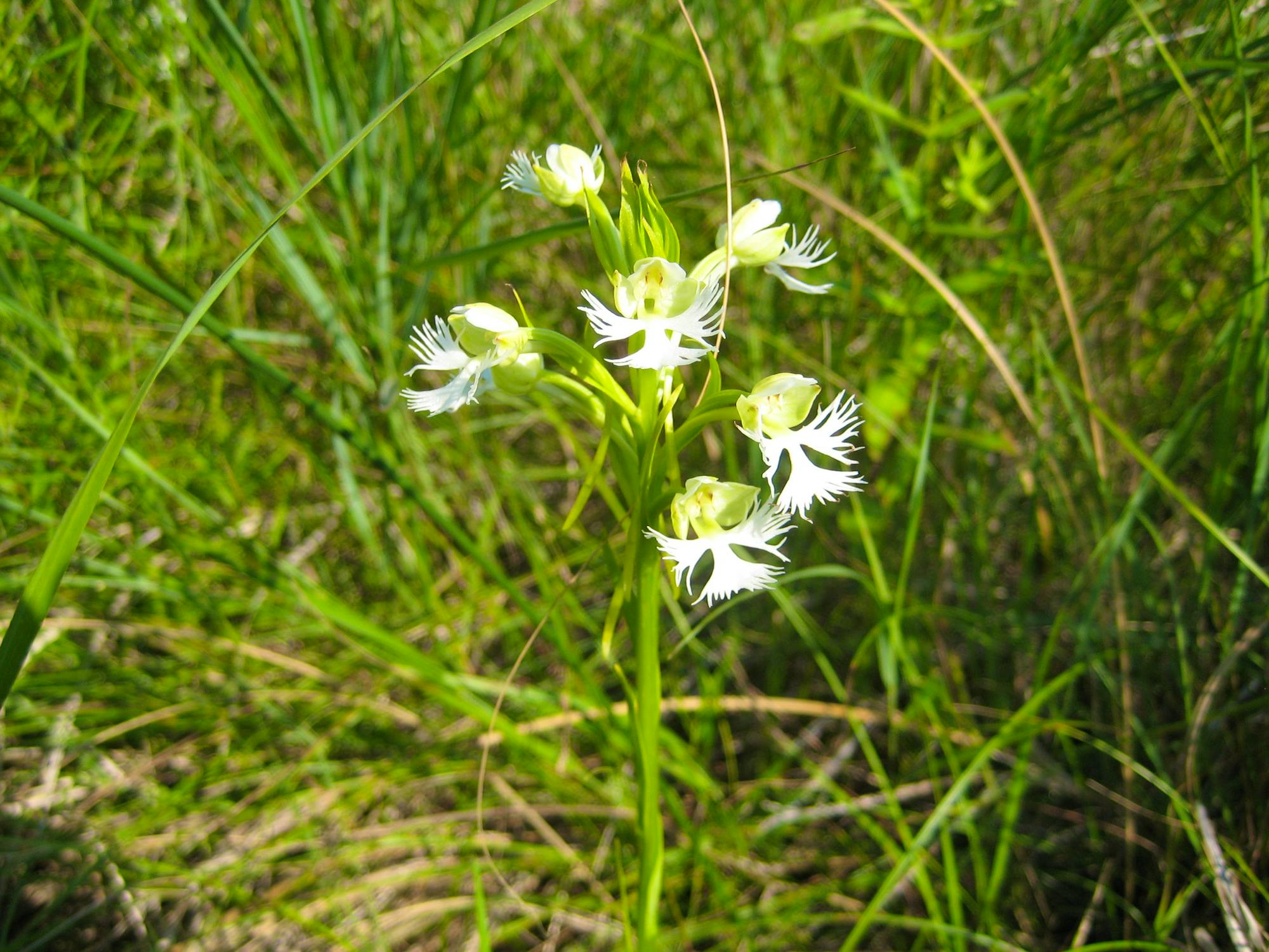 Eastern Prairie Fringed Orchid Saginaw river in Bay County Michigan