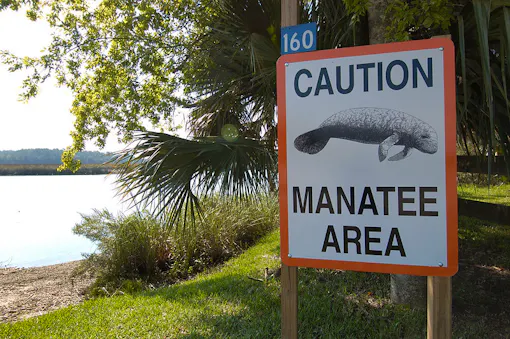 Coexisting with Florida Manatees | Defenders of Wildlife