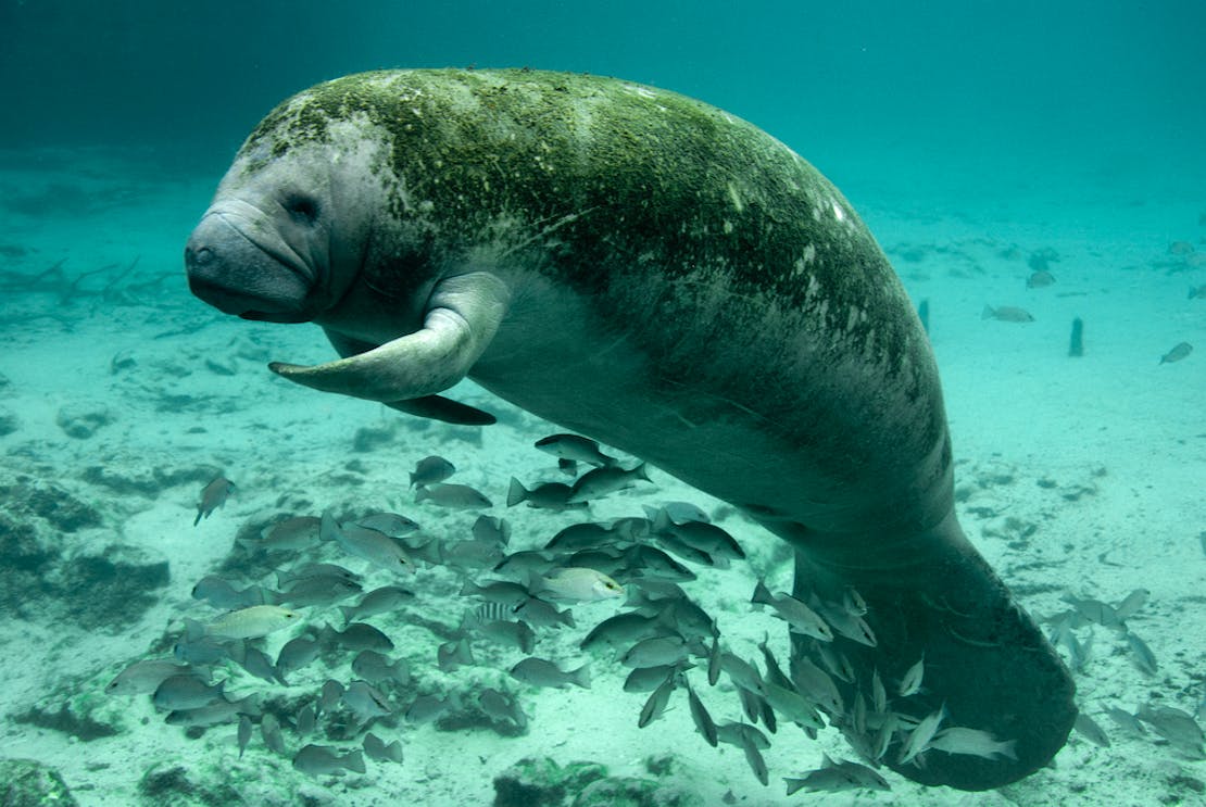 Manatee resting at Three Sisters Springs