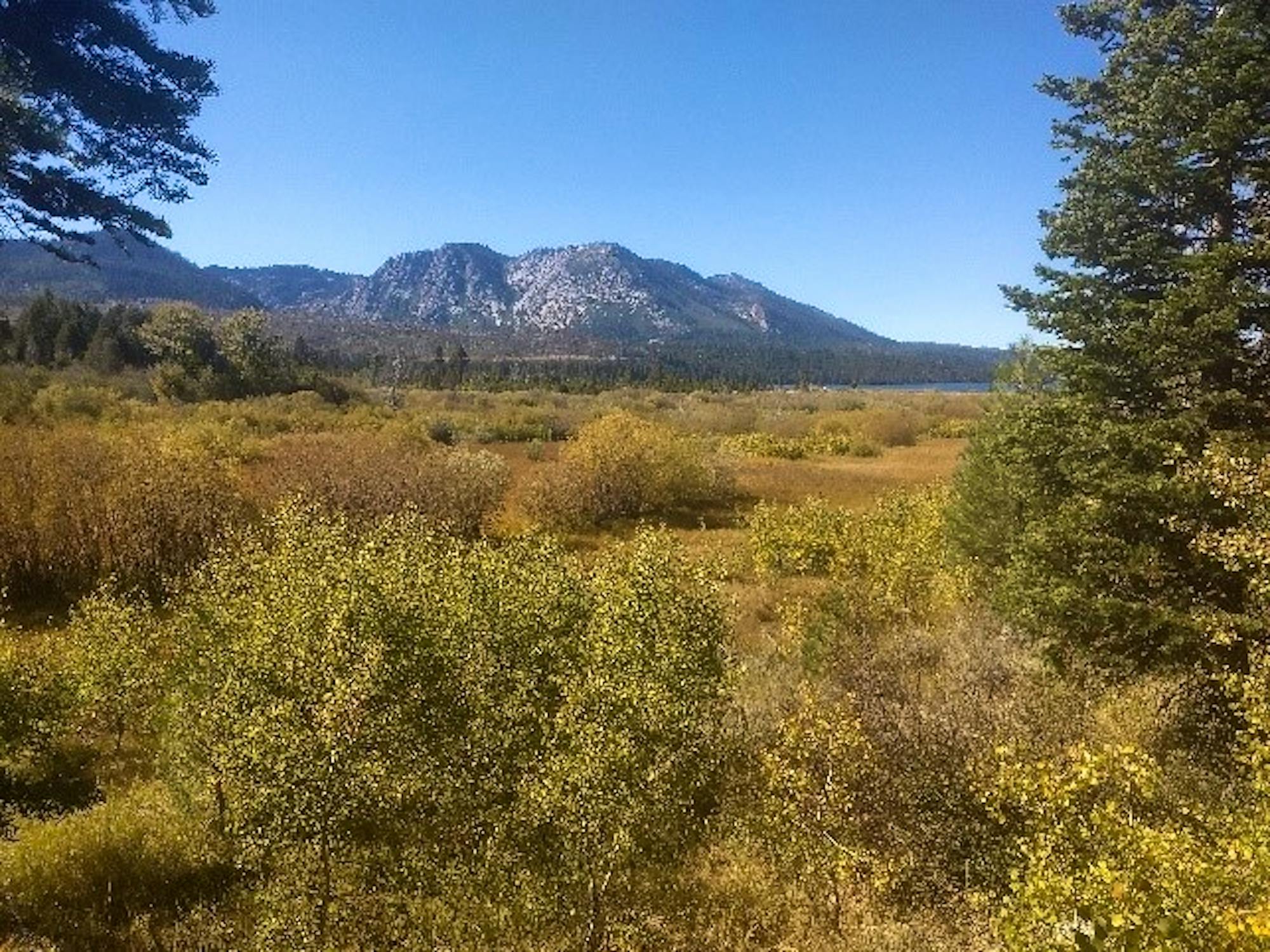 Wetlands, important habitat