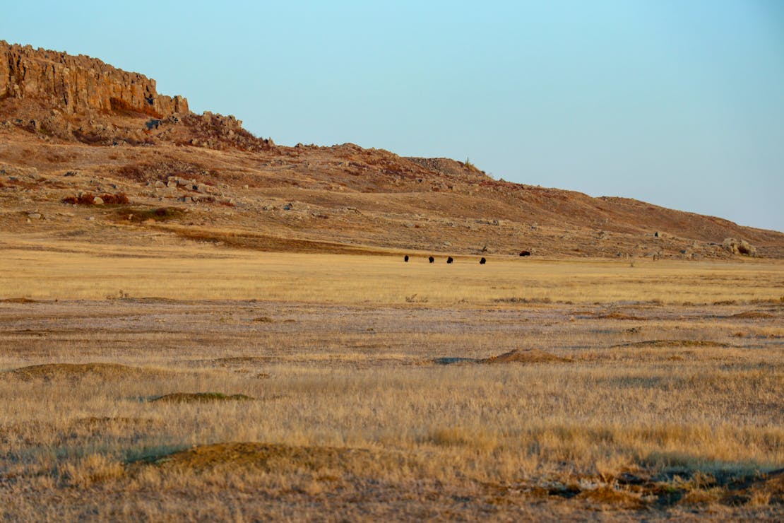 Fort belknap praidie dogs and bison 