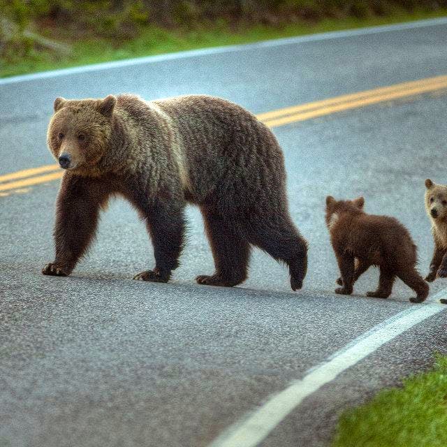 Grizzly and cubs crossing road in Yellowstone NP